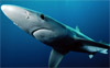 Blue shark