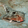 rosy lipped batfish in Cocos, Costa Rica