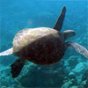 Turtle in the Maldives